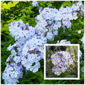 Phlox 'Flame Light Blue' – Compact Bicolour Fragrant Garden Phlox (Pre-order)