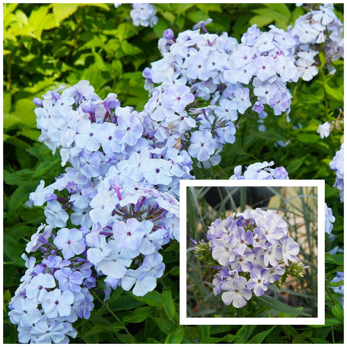 Phlox 'Flame Light Blue' – Compact Bicolour Fragrant Garden Phlox (Pre-order)