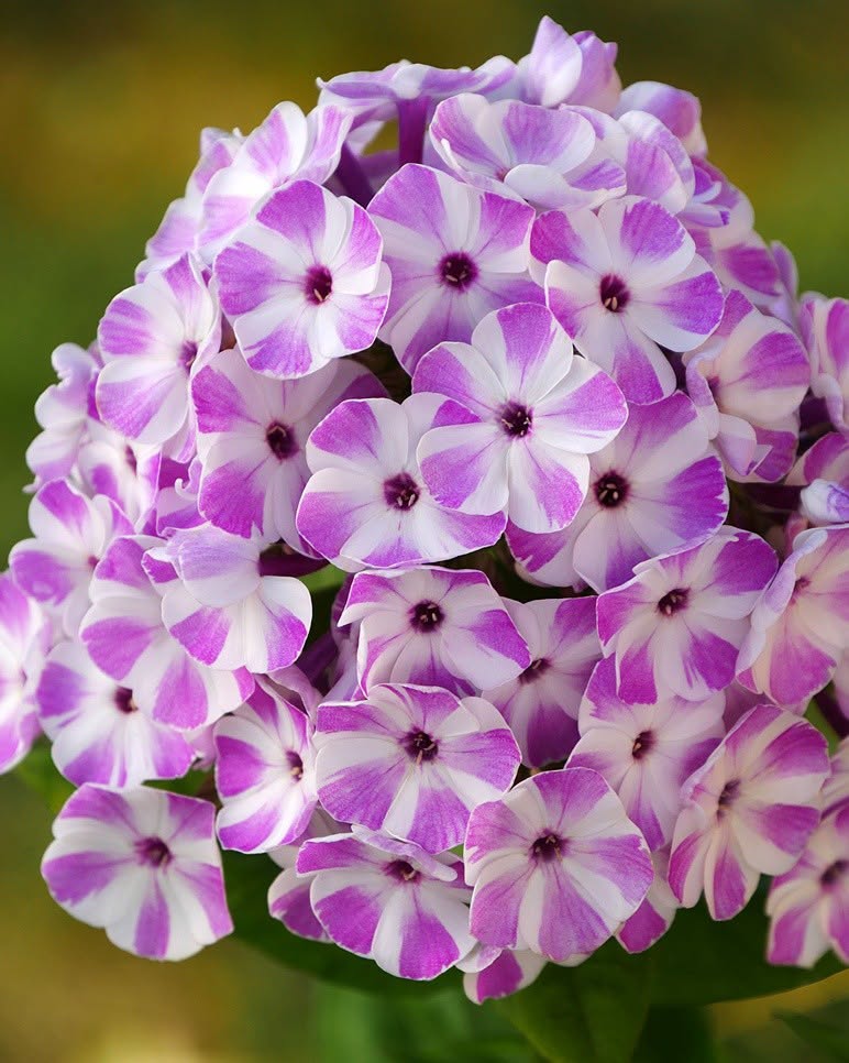 Aedfloks 'Flame Lilac Star' – Kompaktne kahevärviline vürtsikas-lõhnaline aedfloks (Eeltellimine)