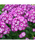 Phlox 'Purple Eye' – Compact Fragrant Garden Phlox (Pre-order)
