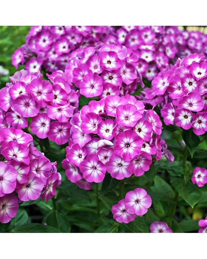 Phlox 'Purple Eye' – Compact Fragrant Garden Phlox (Pre-order)