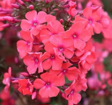 Aedfloks 'Spitfire' – Kirgas karmiinpunane, lõhnav, kõrgekasvuline (Eeltellimine)