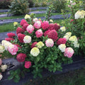 Hydrangea paniculata 'Little Lime Punch' – Compact Colour-Changing Panicle Hydrangea (Pre-order)