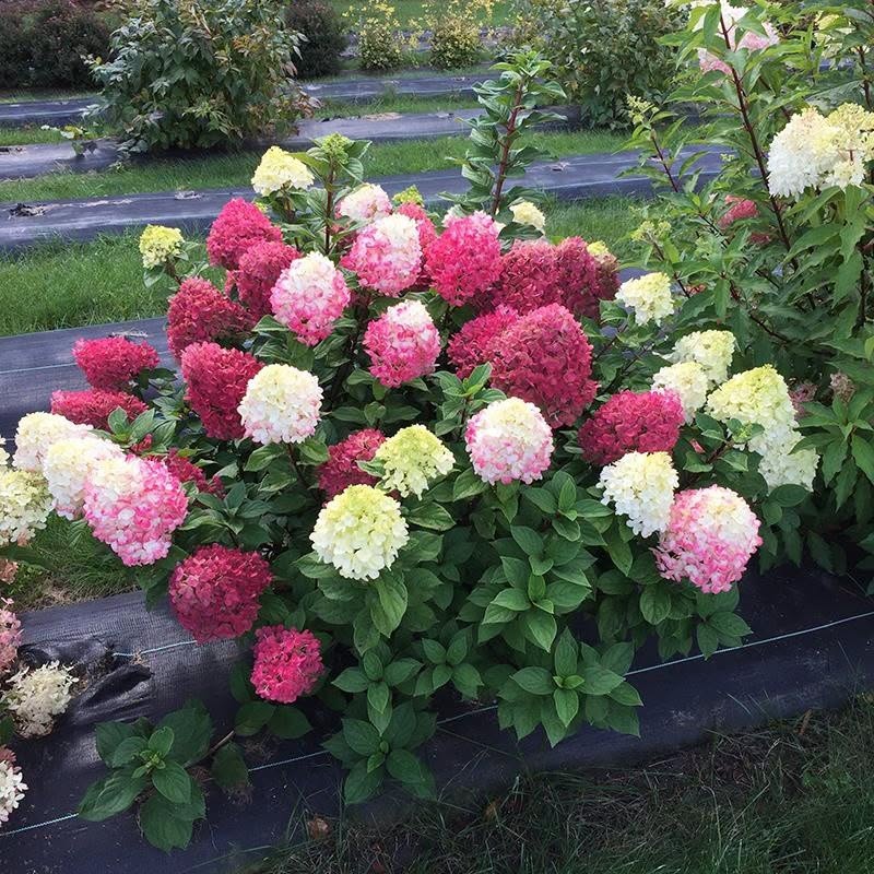 Hydrangea paniculata 'Little Lime Punch' – Compact Colour-Changing Panicle Hydrangea (Pre-order)