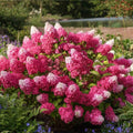 Hydrangea 'Fraise Melba' - Dramatic Colour-Changing Garden Hydrangea (Pre-order)