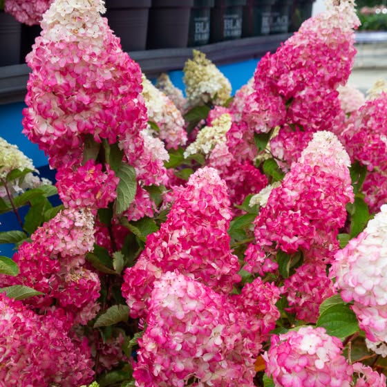 Hydrangea 'Fraise Melba' - Dramatic Colour-Changing Garden Hydrangea (Pre-order)