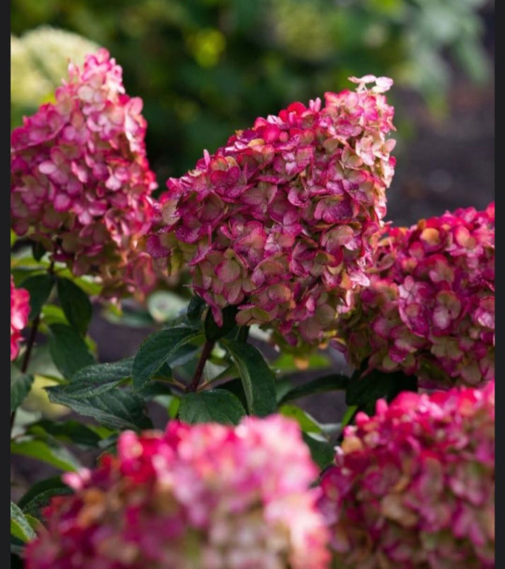 Hortensia ‘Petite Cherry’ – kääbushortensia (eeltellimus)