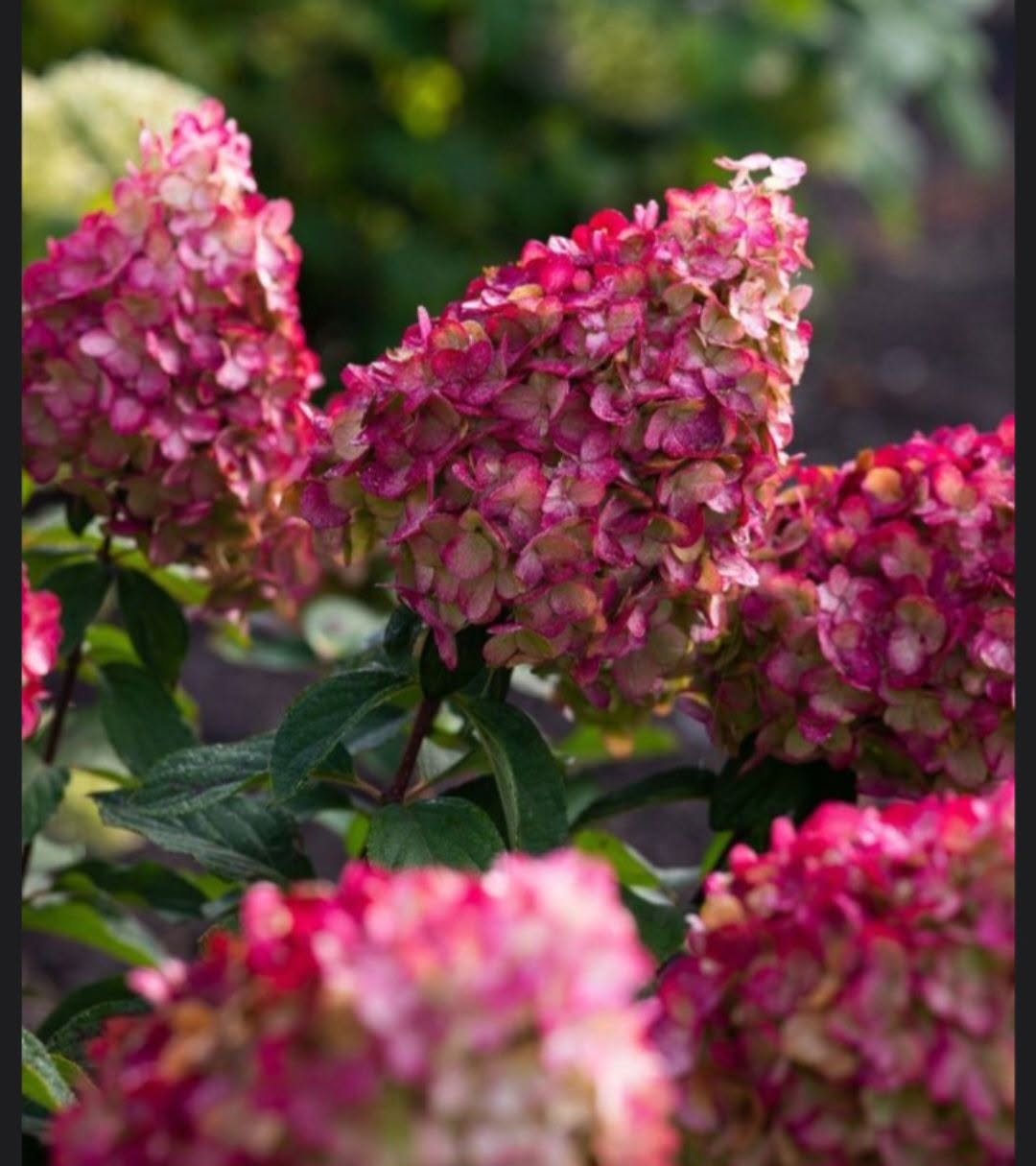 Hortensia ‘Petite Cherry’ – kääbushortensia (eeltellimus)