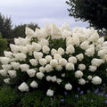 Hydrangea Phantom - Large-Flowering Garden Hydrangea (Pre-order)