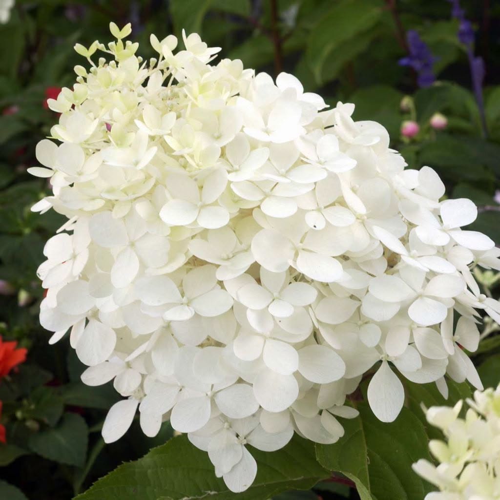 Hydrangea Phantom - Large-Flowering Garden Hydrangea (Pre-order)