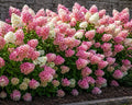 Hydrangea 'Sundae Fraise' - Compact Strawberry-Pink Garden Hydrangea (Pre-order)