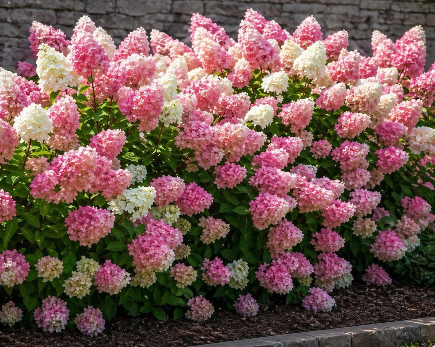 Hydrangea 'Sundae Fraise' - Compact Strawberry-Pink Garden Hydrangea (Pre-order)