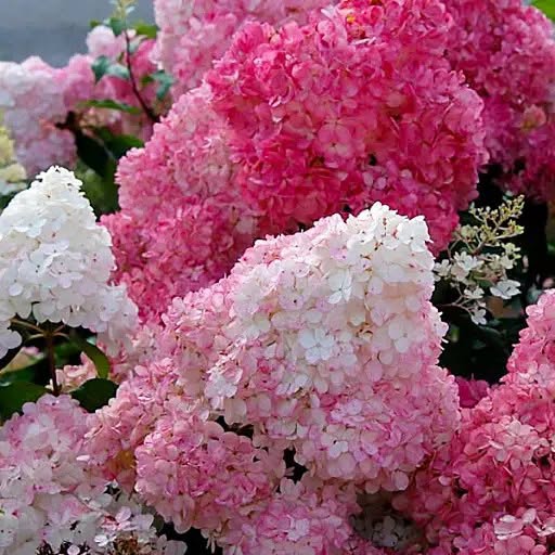 Hydrangea 'Sundae Fraise' - Compact Strawberry-Pink Garden Hydrangea (Pre-order)