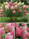 Hydrangea 'Vanille Fraise' – Garden Hydrangea (Pre-order)