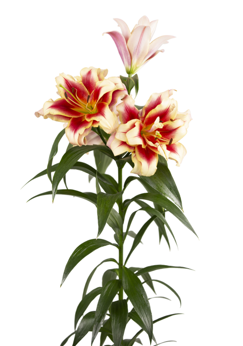 Alvaro Double OT hübriidliilia sibulad 16/18 - 5 tk pakk | Kevad 2027 eeltellimus