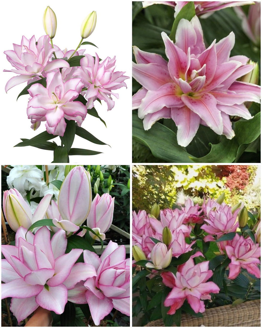 Anouska Double Oriental Lily Bulbs 15/17 - Pack of 5 | Spring 2027 Pre-order