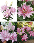 Anouska Double Oriental Lily Bulbs 15/17 - Pack of 5 | Spring 2027 Pre-order