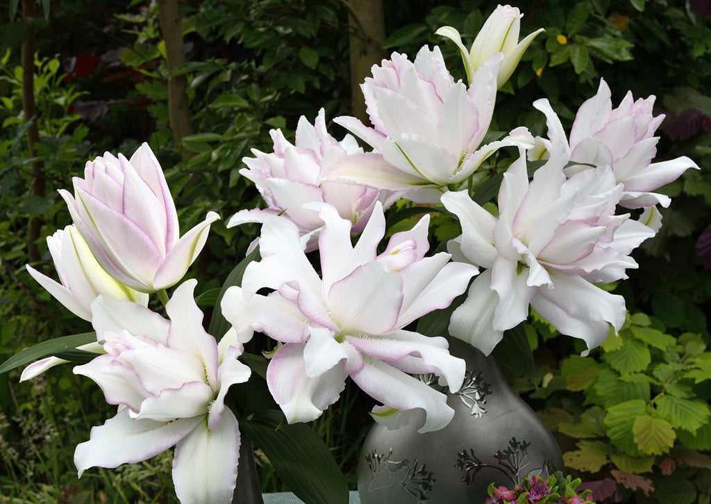 Anouska Double Oriental Lily Bulbs 15/17 - Pack of 5 | Spring 2027 Pre-order