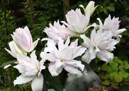 Anouska Double Oriental Lily Bulbs 15/17 - Pack of 5 | Spring 2027 Pre-order