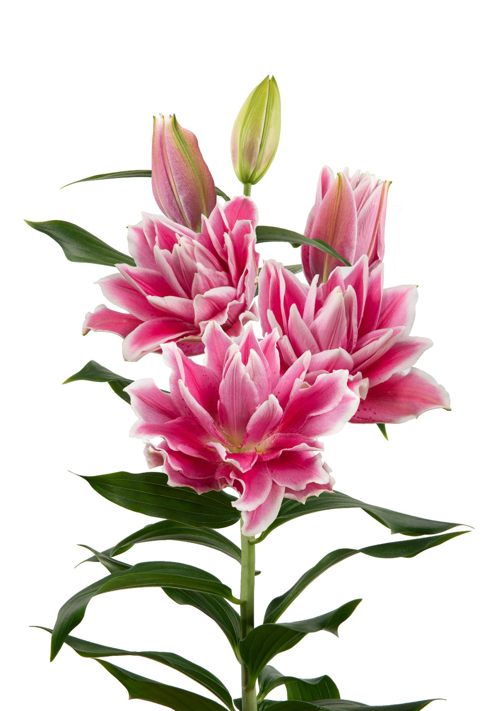Roselily Antonella Pink Double Lily Bulbs 15/17 - Pack of 5 | Spring 2027 Pre-order