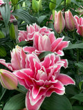 Roselily Bianca Pink Double Lily Bulbs 15/17 - Pack of 5 | Spring 2027 Pre-order