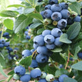 Blueberry 'Bluecrop' - World's Most Popular Blueberry Variety