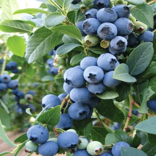 Blueberry 'Bluecrop' - World's Most Popular Blueberry Variety