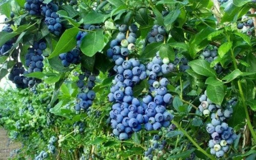 Blueberry 'Bluecrop' - World's Most Popular Blueberry Variety