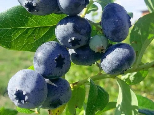 Blueberry 'Bluecrop' - World's Most Popular Blueberry Variety