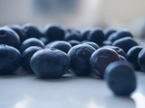 Blueberry 'Bluecrop' - World's Most Popular Blueberry Variety