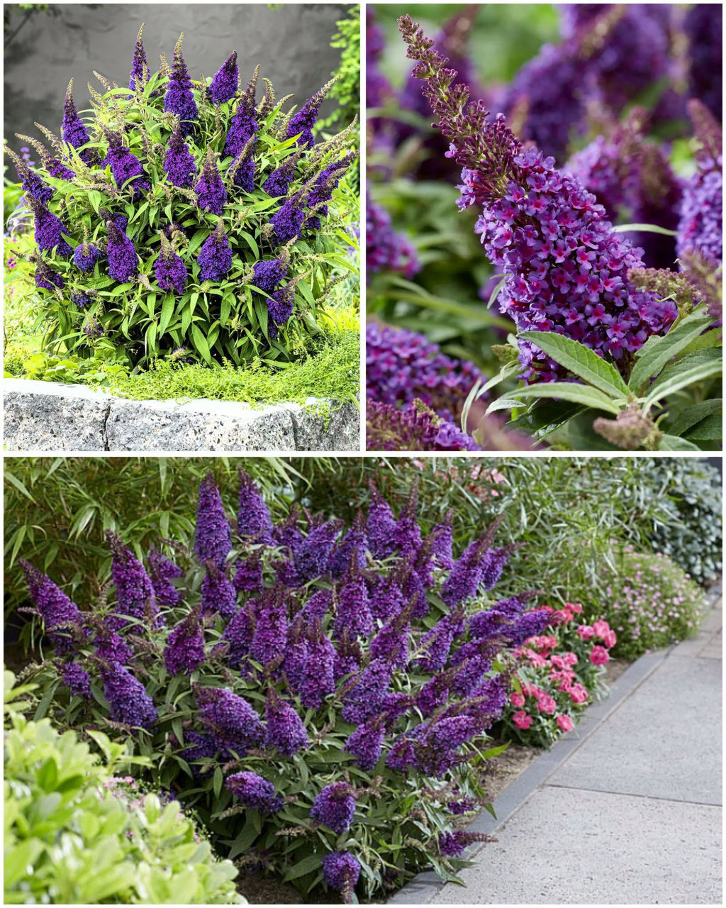 Buddleja 'Candy Little Purple' – auhinnatud kääbus-budleia (P11)