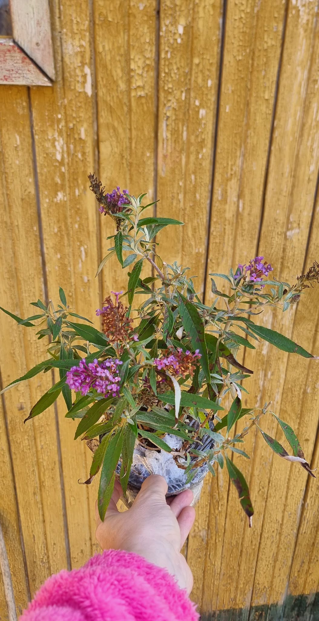 Buddleja 'Candy Little Purple' – auhinnatud kääbus-budleia (P11)