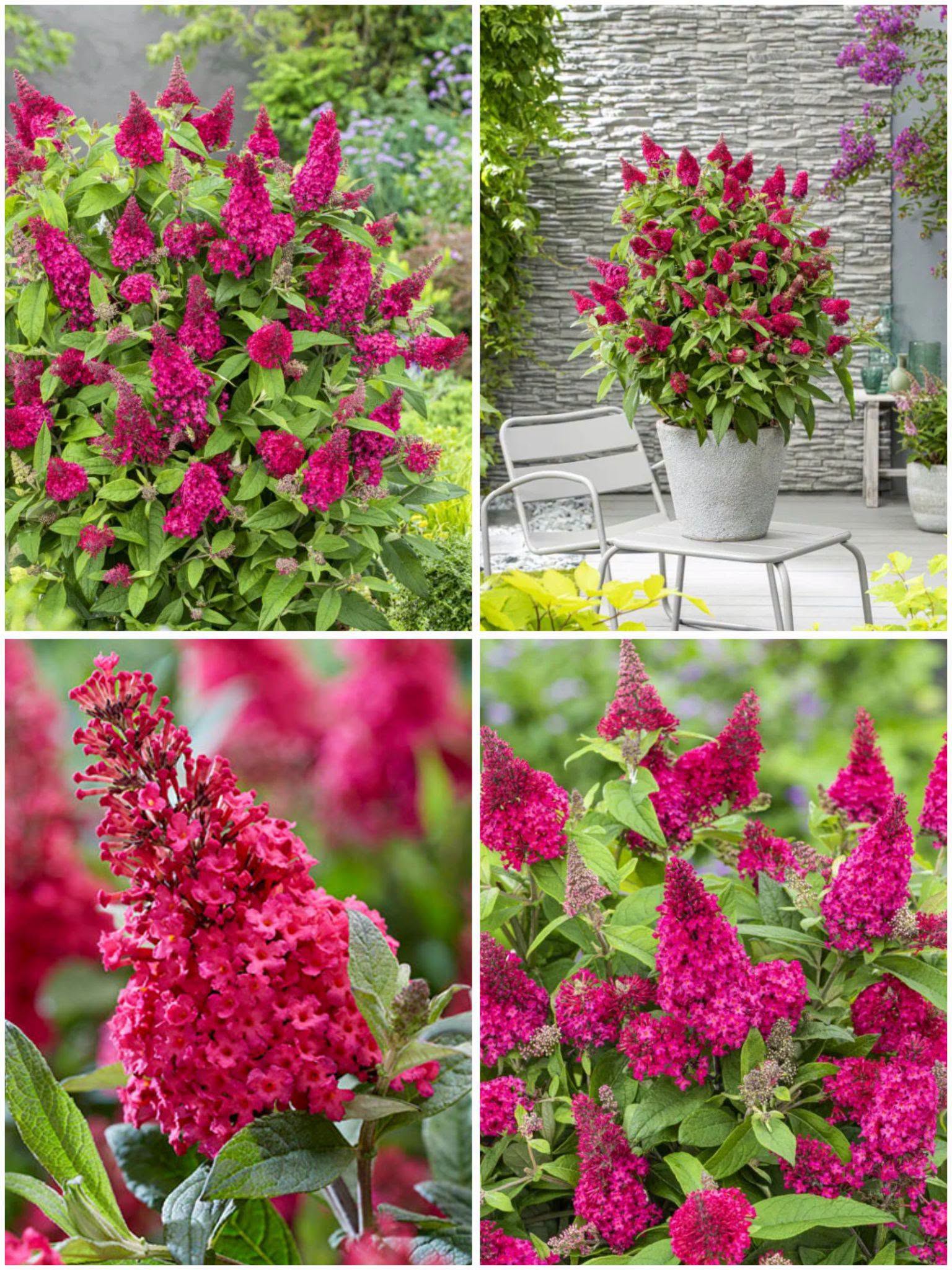 Buddleja 'Little Ruby' – kääbus-liblikpõõsas