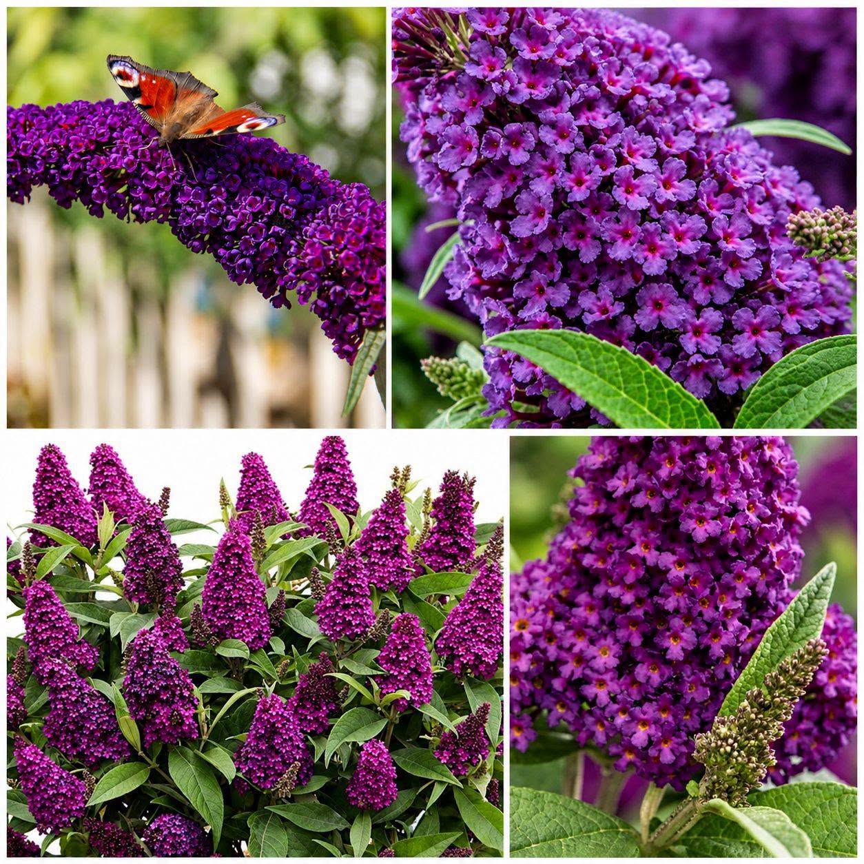 Buddleja Butterfly Candy Little Magenta – Kääbus-liblikpõõsas