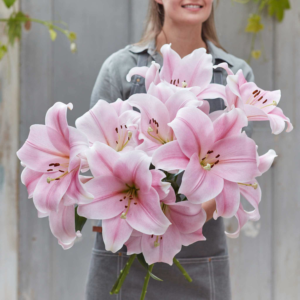 Cali Pearl Pink LO Hybrid Lily Bulbs 14/16 - Pack of 5 | Spring 2027 Pre-order