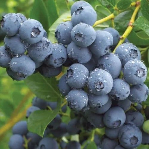Blueberry 'Chandler' - American Highbush Blueberry