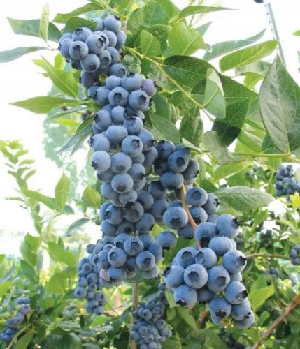 Blueberry 'Chandler' - American Highbush Blueberry