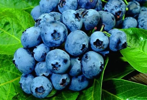 Blueberry 'Chandler' - American Highbush Blueberry