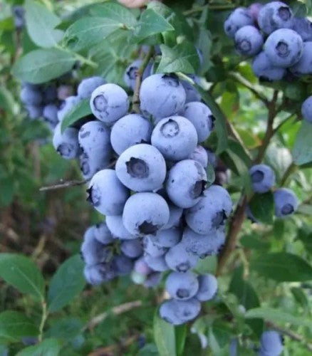 Blueberry 'Chandler' - American Highbush Blueberry