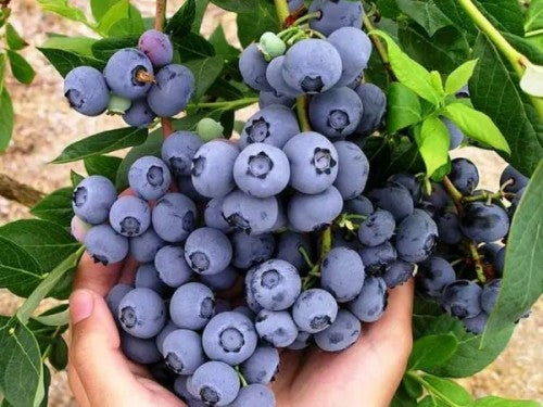 Blueberry 'Chandler' - American Highbush Blueberry