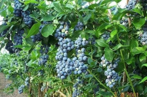 Blueberry 'Chandler' - American Highbush Blueberry