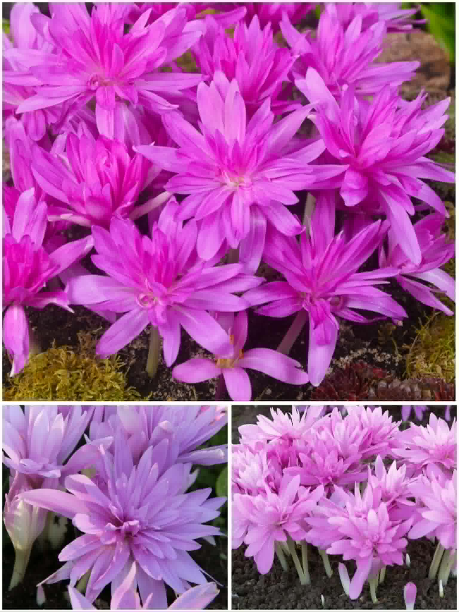 Sügislill Waterlily