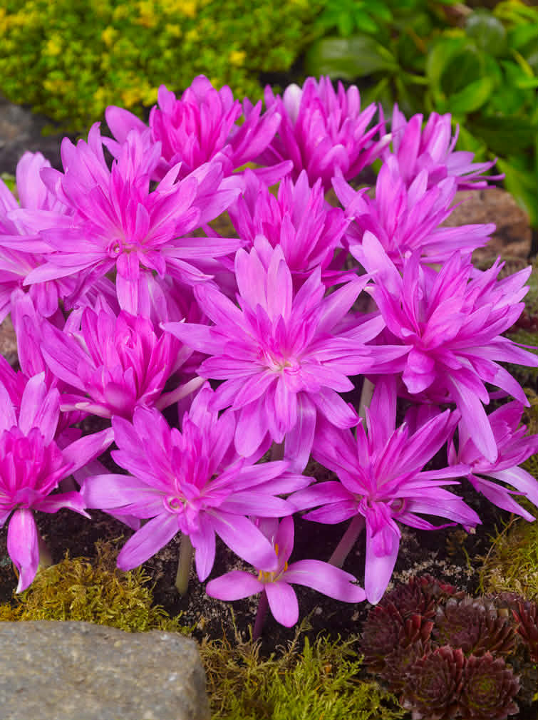 Sügislill Waterlily