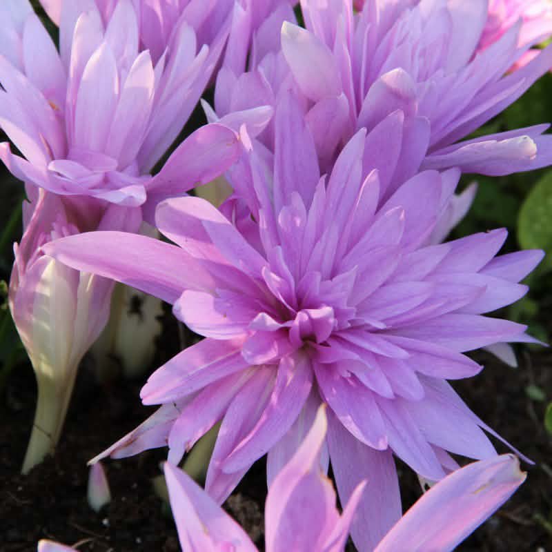 Sügislill Waterlily