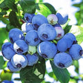 Blueberry 'Duke' - Early High-Yield American Blueberry