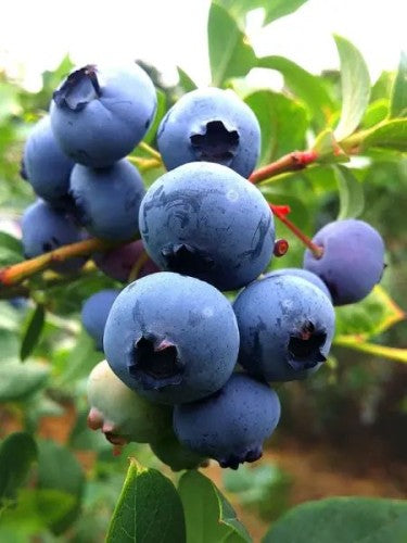 Blueberry 'Duke' - Early High-Yield American Blueberry