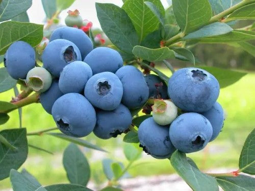 Blueberry 'Duke' - Early High-Yield American Blueberry