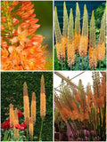 Eremurus 'Cleopatra' – Rohtlaliilia (3 juurepalli pakend)