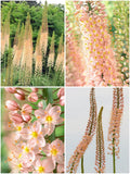 Eremurus 'Romance' – Rohtlaliilia (3 juurepalli pakend)