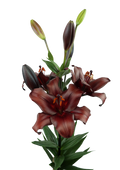 Escape Dark Red LA Hybrid Lily Bulbs 12/14 - Pack of 5 | Spring 2027 Pre-order